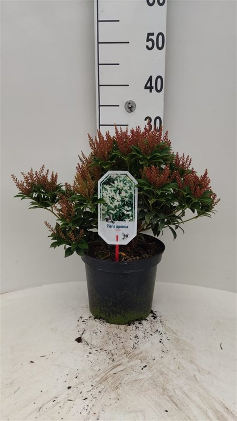 Pieris jap. 'Cupido' - C5 30-40 CM